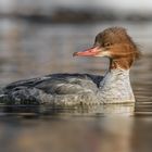 Gänsesäger (Mergus merganser)