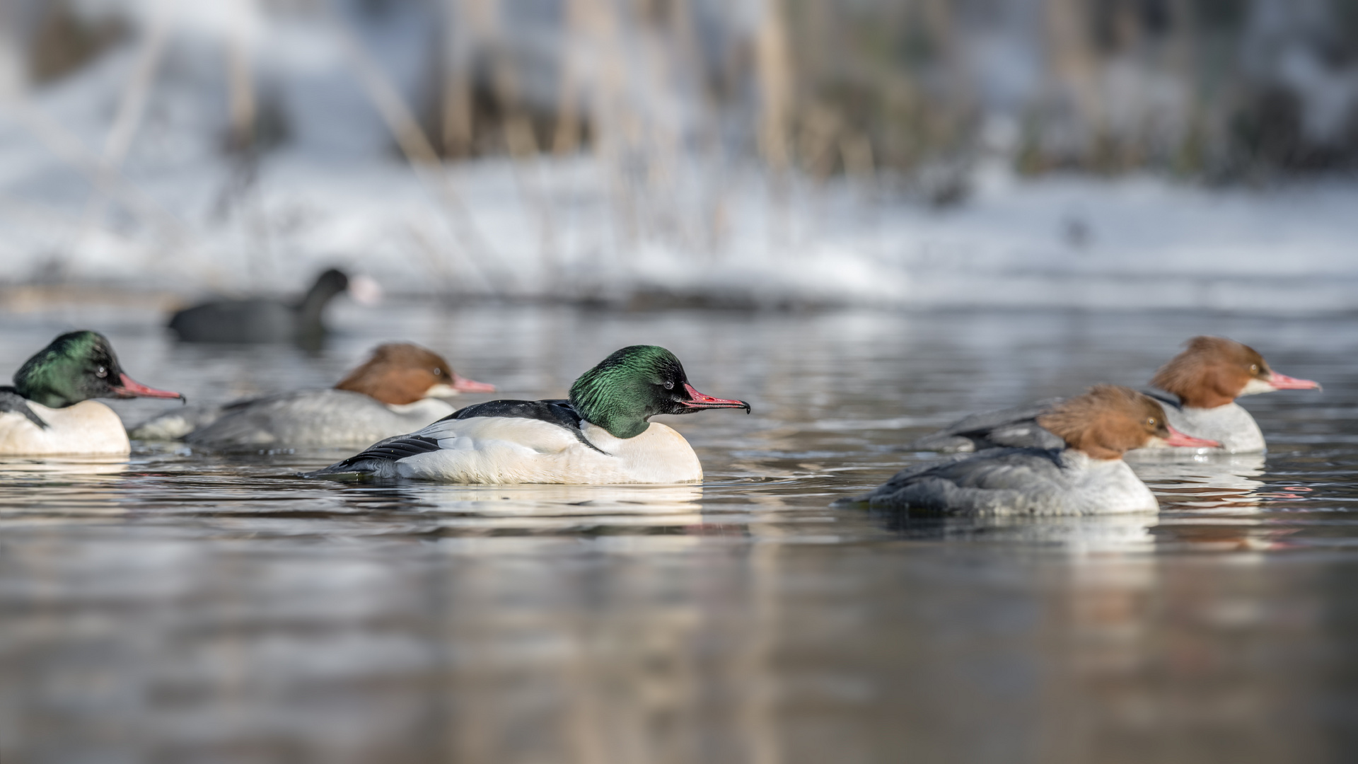 Gänsesäger (Mergus merganser)