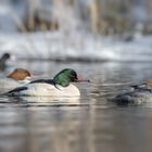 Gänsesäger (Mergus merganser)