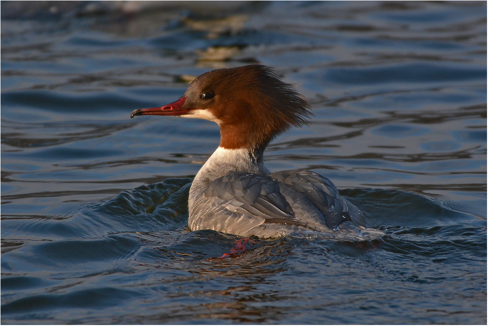 Gänsesäger - Mergus merganser