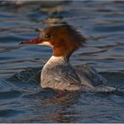 Gänsesäger - Mergus merganser