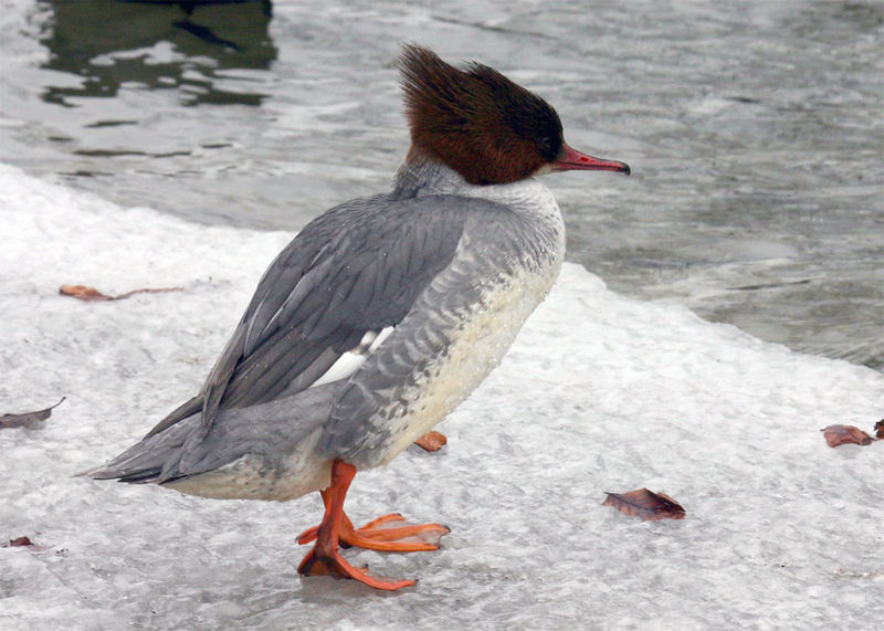 Gänsesäger (Mergus merganser)