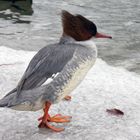 Gänsesäger (Mergus merganser)