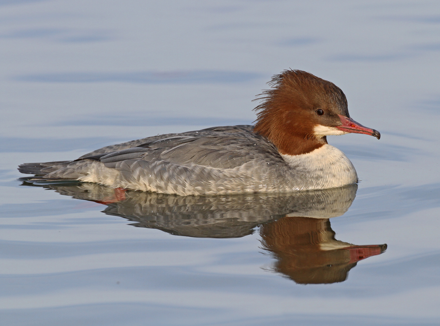 Gänsesäger (Mergus merganser)