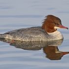 Gänsesäger (Mergus merganser)