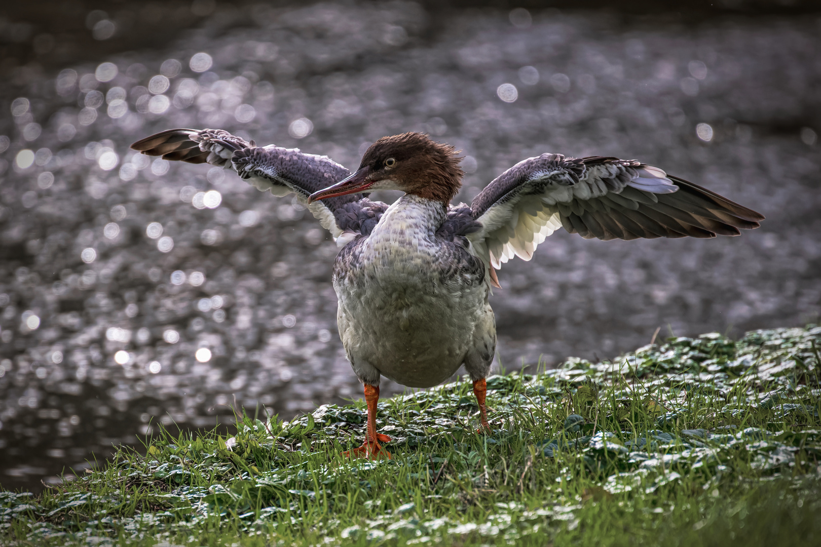  Gänsesäger (Mergus merganser)  