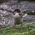  Gänsesäger (Mergus merganser)  