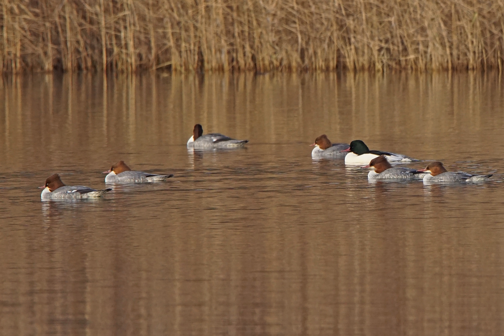 Gänsesäger (Mergus merganser)