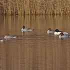 Gänsesäger (Mergus merganser)