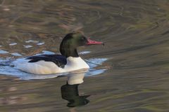 Gänsesäger (Mergus merganser)