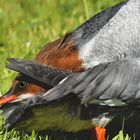 Gänsesäger / Mergus Merganser