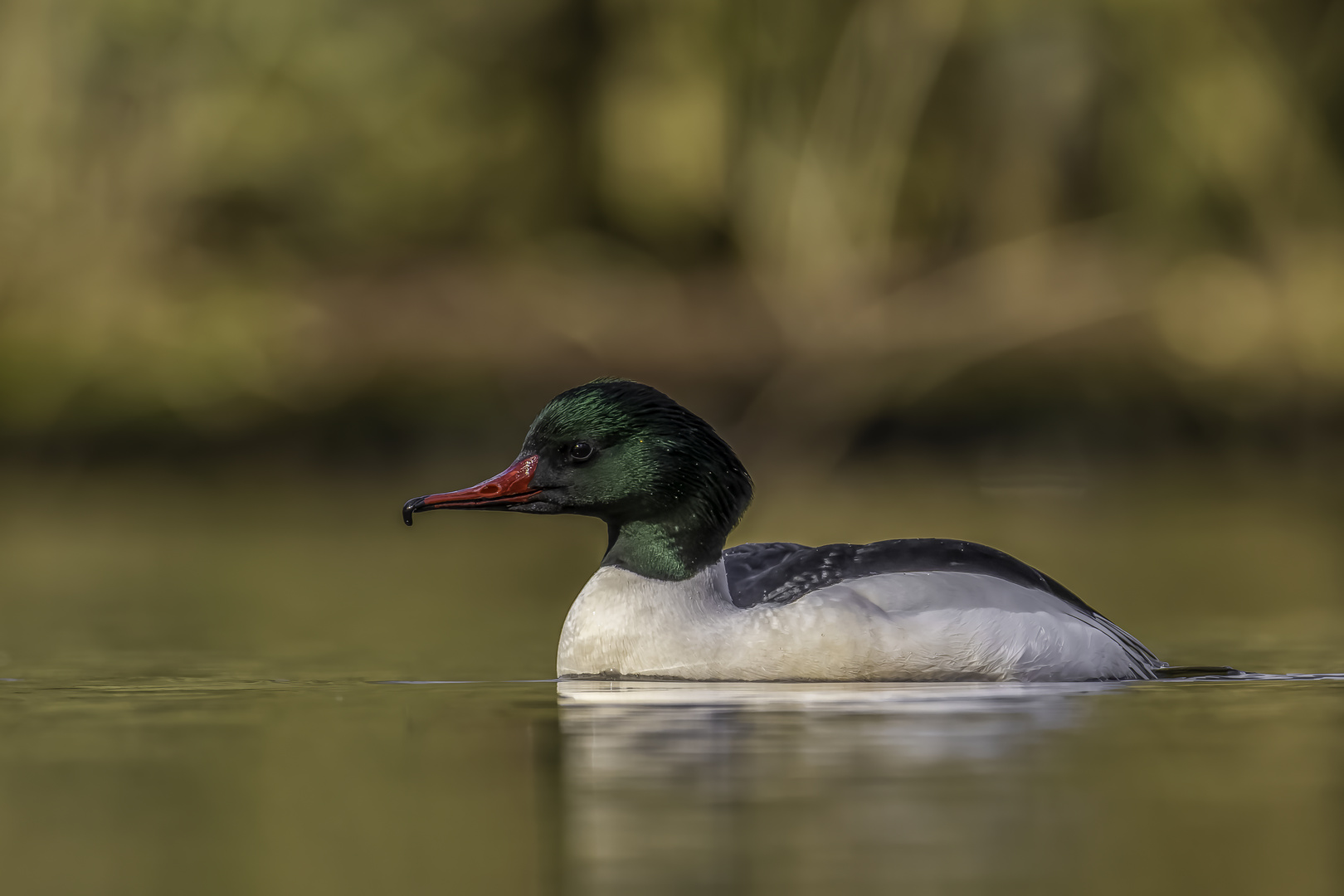 Gänsesäger (Mergus merganser)