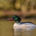 Gänsesäger (Mergus merganser)