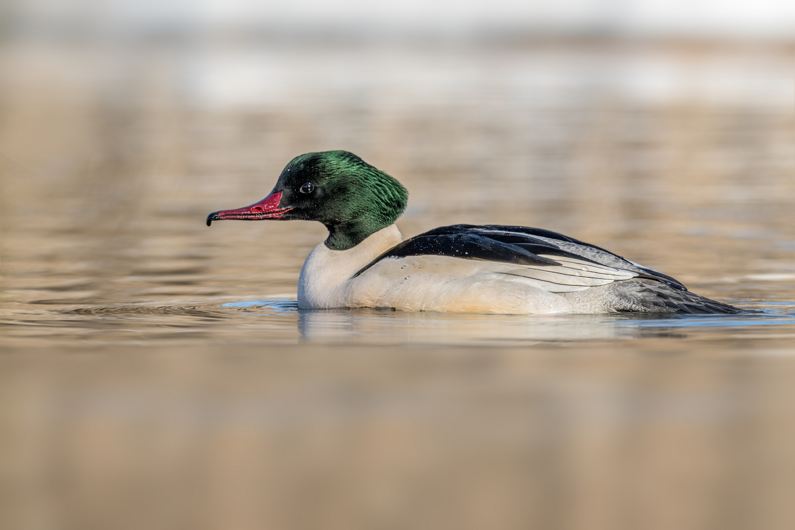 Gänsesäger (Mergus merganser)