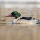 Gänsesäger (Mergus merganser)