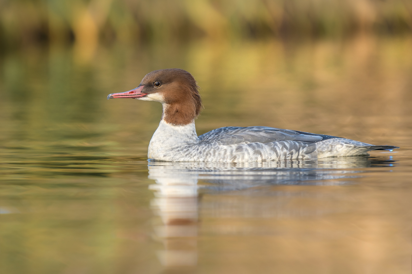 Gänsesäger (Mergus merganser)