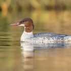 Gänsesäger (Mergus merganser)