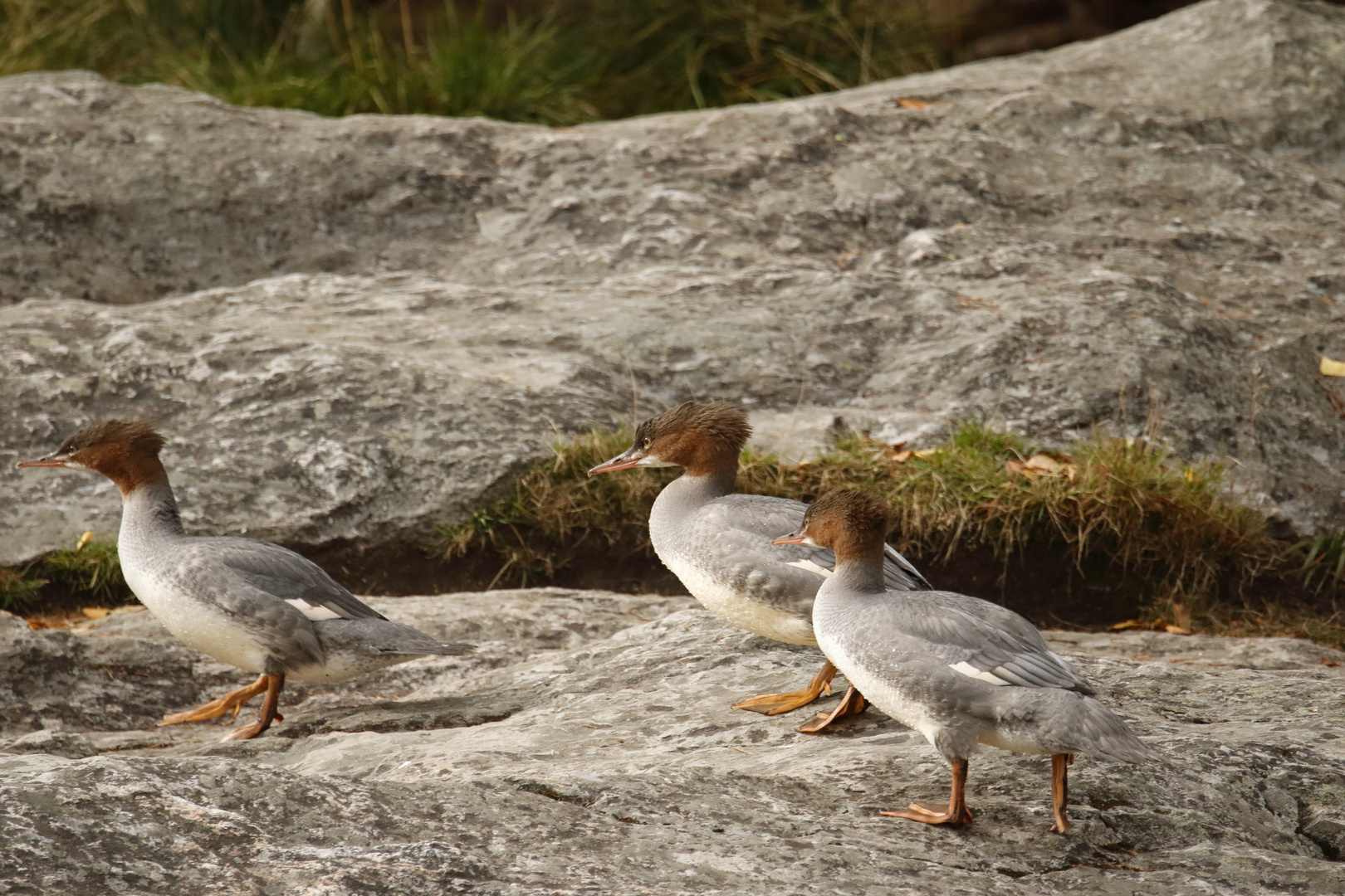 Gänsesäger, Mergus merganser (f)