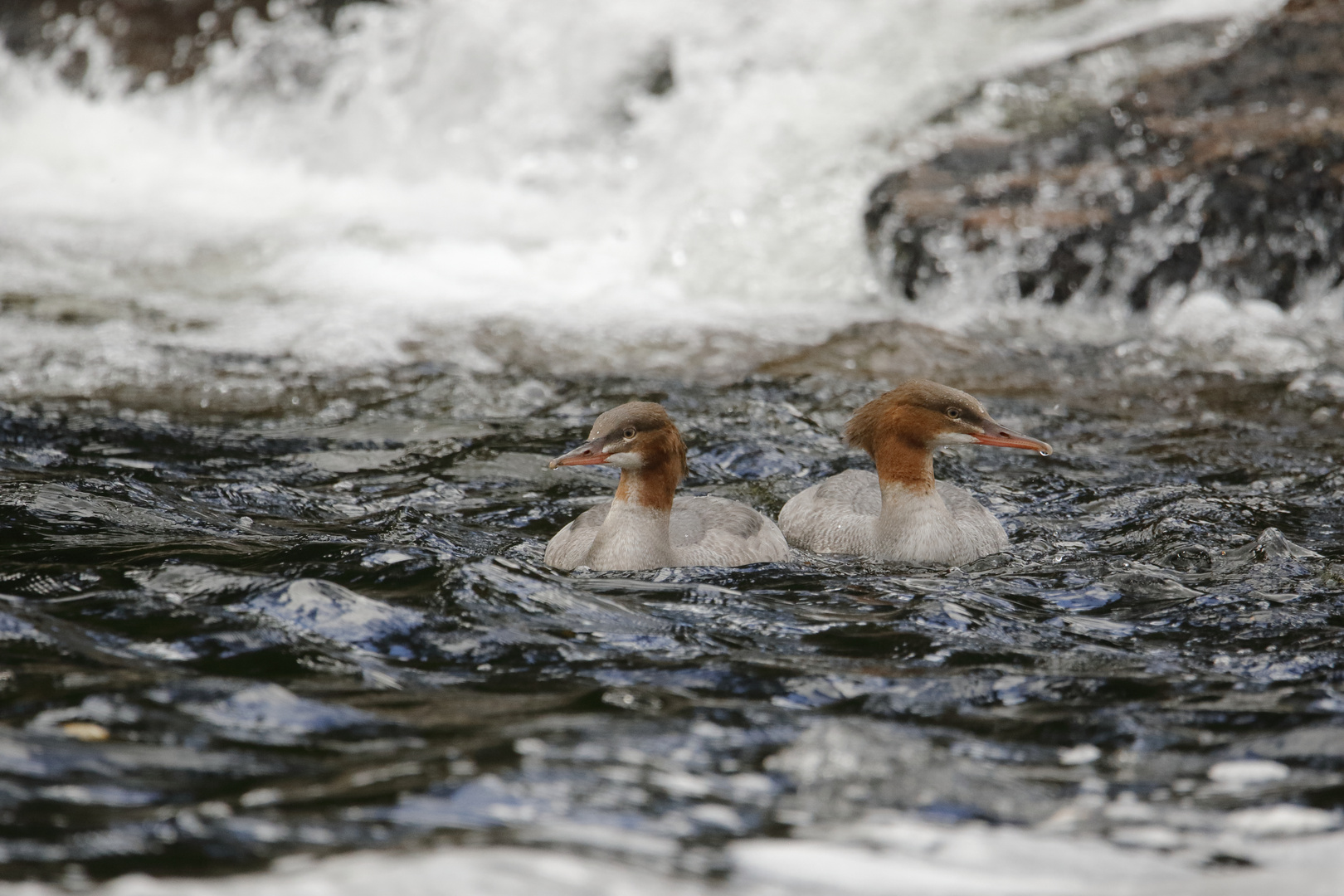 Gänsesäger,  Mergus merganser (f)