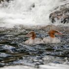 Gänsesäger,  Mergus merganser (f)