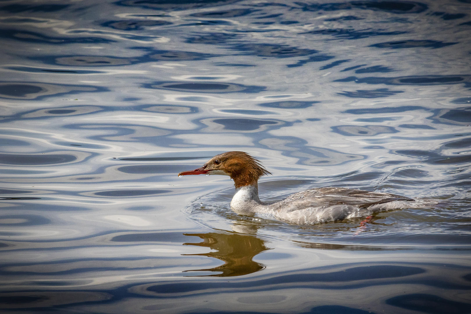 Gänsesäger - Mergus merganser