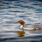 Gänsesäger - Mergus merganser