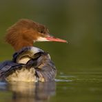 Gänsesäger (Mergus merganser)