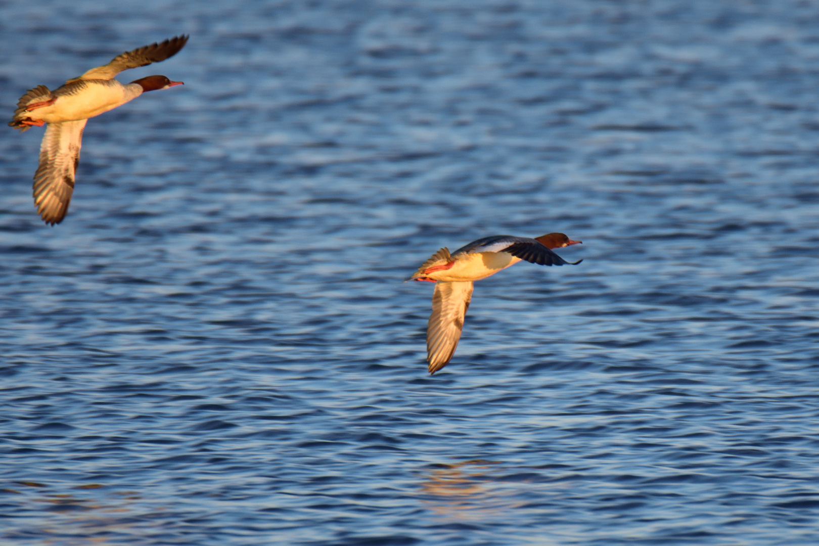 Gänsesäger (Mergus merganser) im Flug