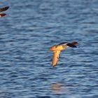 Gänsesäger (Mergus merganser) im Flug