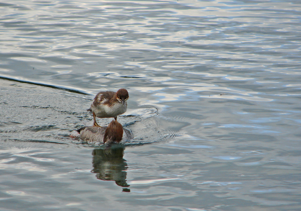 Gänsesäger (Mergus merganser) IV