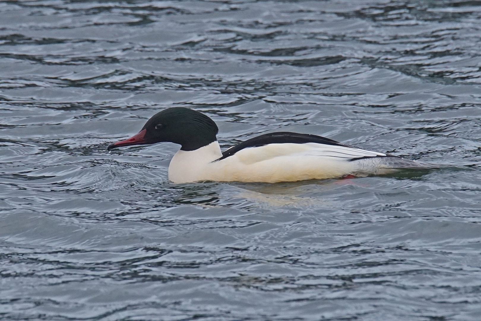 Gänsesäger (Mergus merganser), Männchen