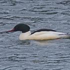 Gänsesäger (Mergus merganser), Männchen