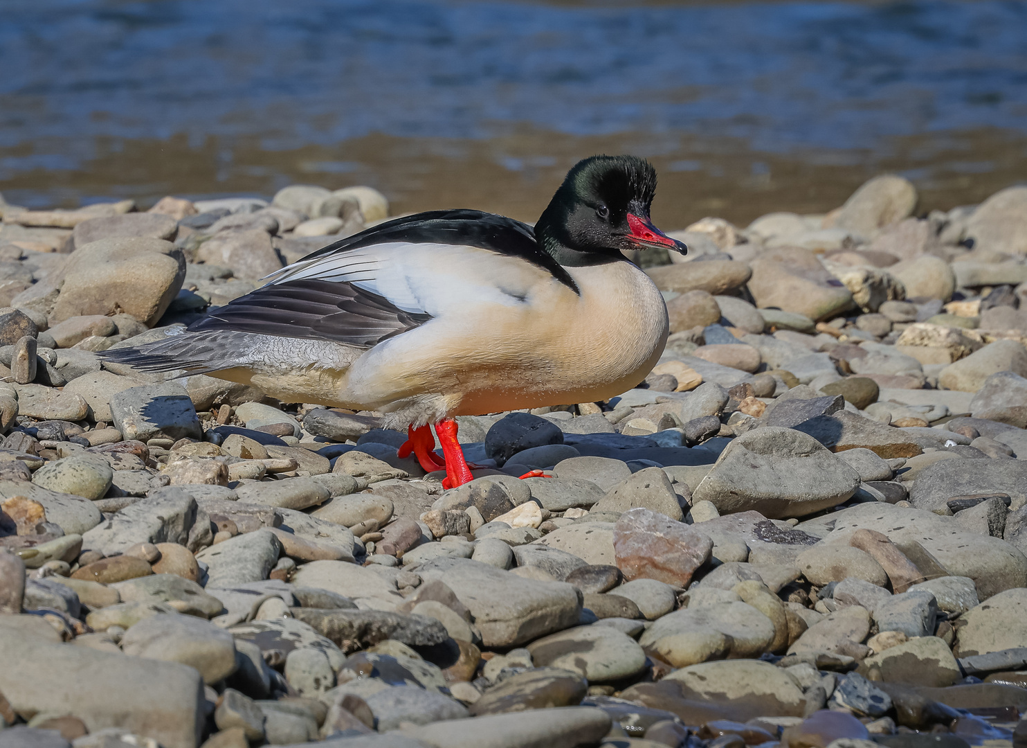 Gänsesäger (Mergus merganser) Männchen