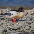 Gänsesäger (Mergus merganser) Männchen