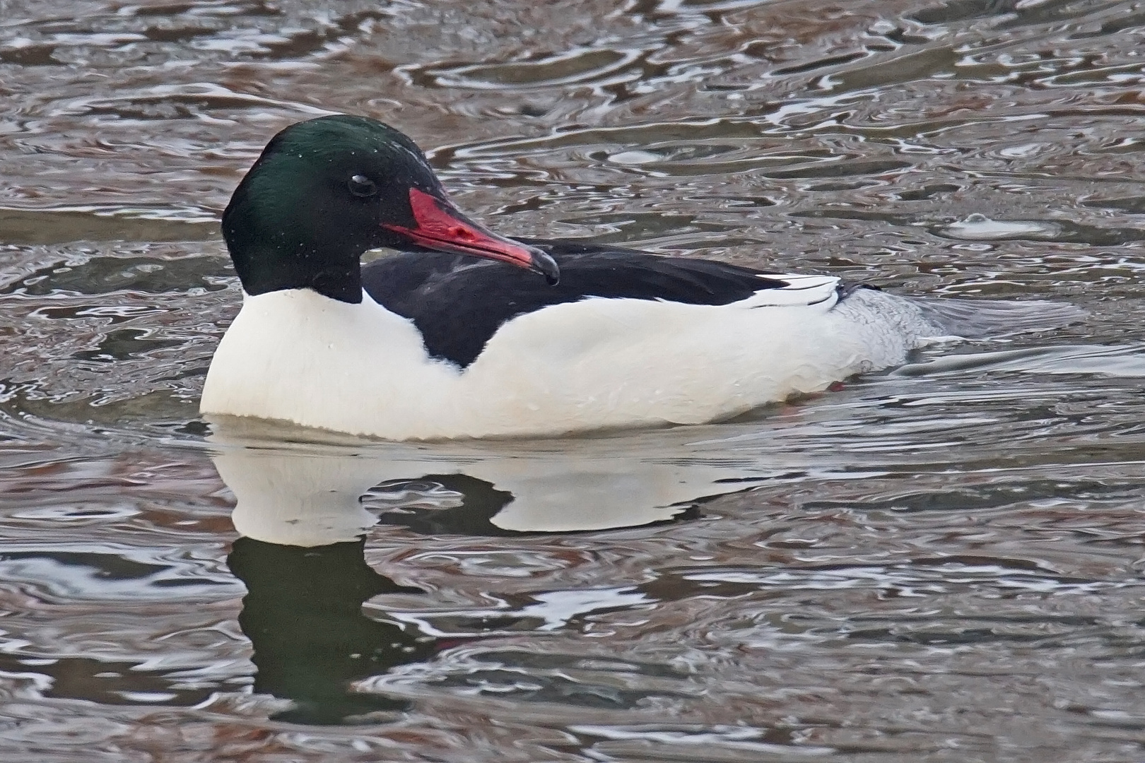 Gänsesäger (Mergus merganser), Männchen