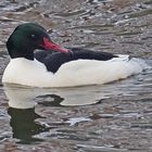 Gänsesäger (Mergus merganser), Männchen