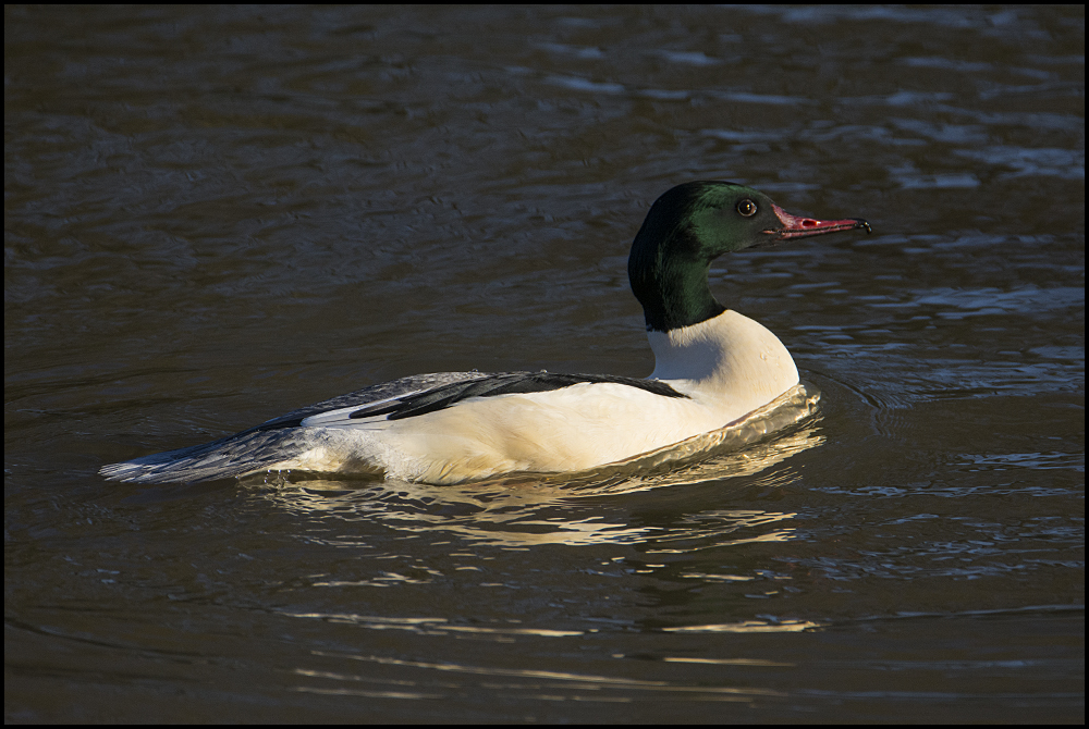 Gänsesäger - Mergus merganser - männlich