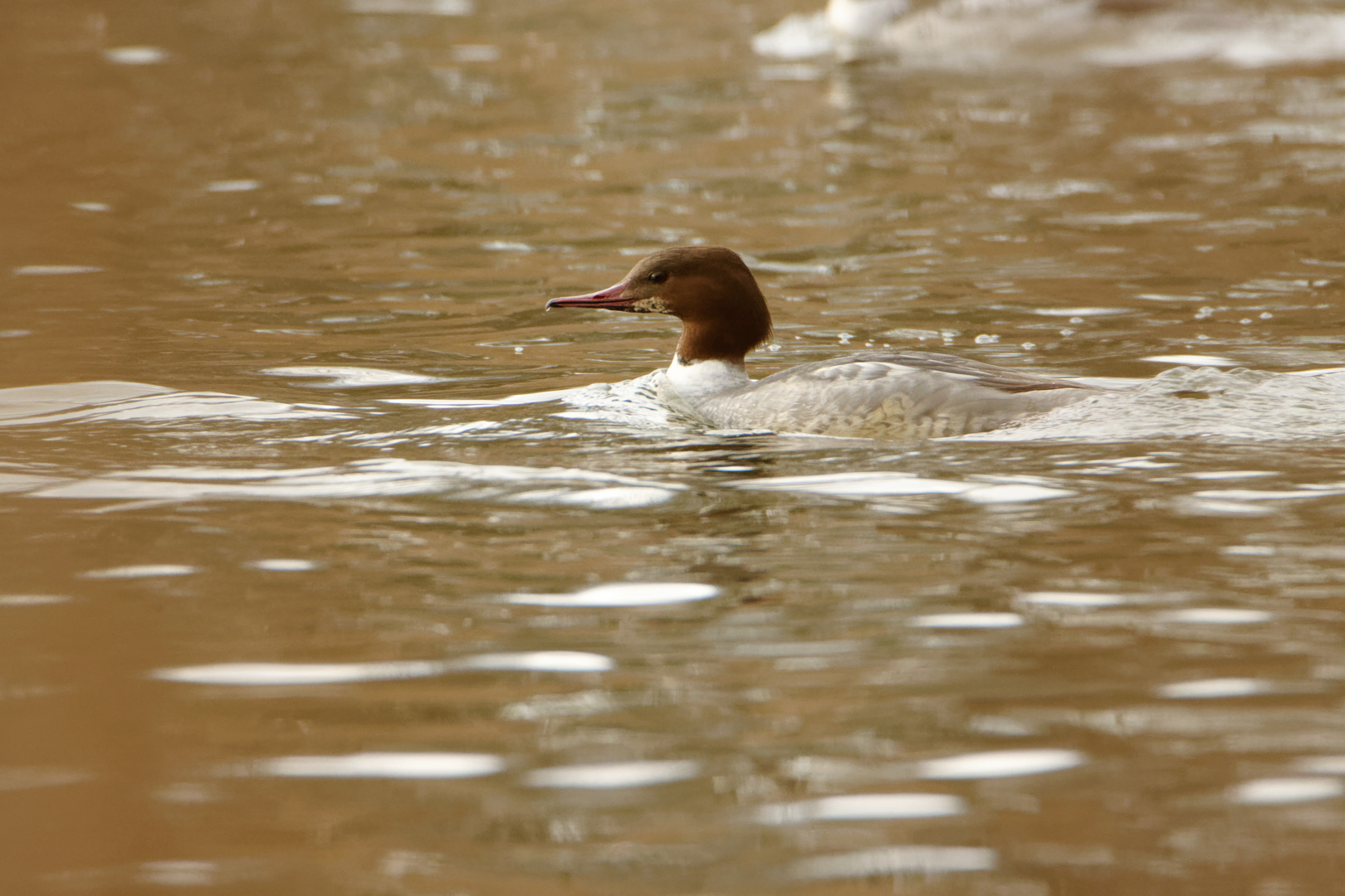 Gänsesäger (Mergus merganser) w