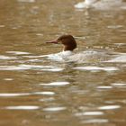 Gänsesäger (Mergus merganser) w