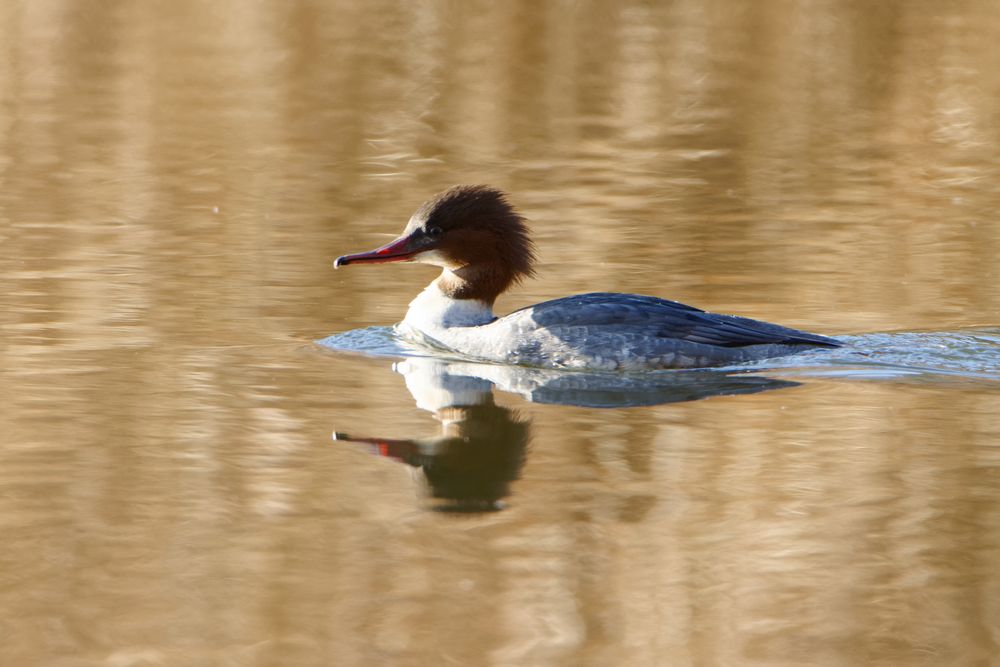 Gänsesäger (Mergus merganser) w