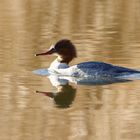 Gänsesäger (Mergus merganser) w