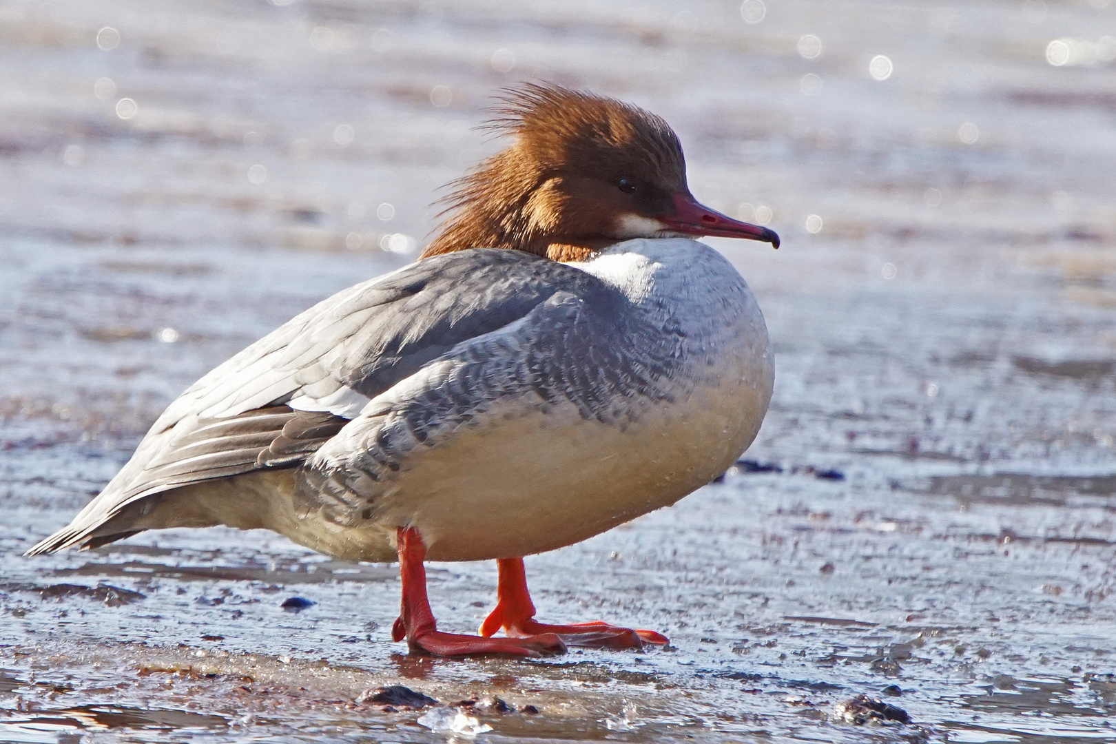 Gänsesäger (Mergus merganser), Weibchen