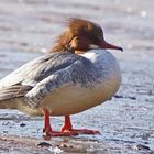 Gänsesäger (Mergus merganser), Weibchen