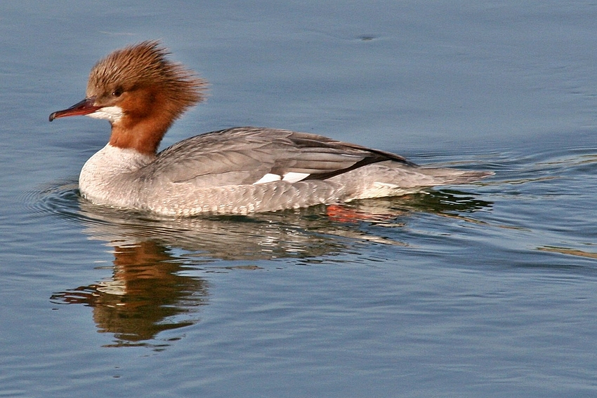 Gänsesäger (Mergus merganser) Weibchen