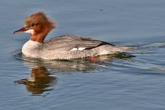 Gänsesäger (Mergus merganser) Weibchen