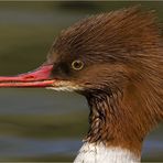 Gänsesäger (Mergus merganser), Weibchen