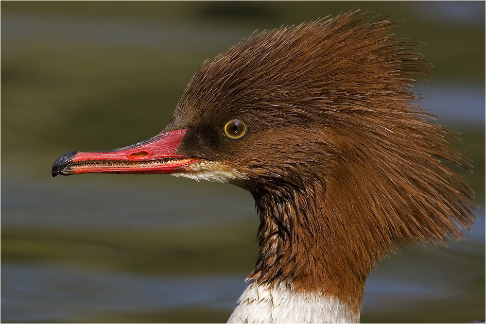 Gänsesäger (Mergus merganser), Weibchen von Gunther Hasler