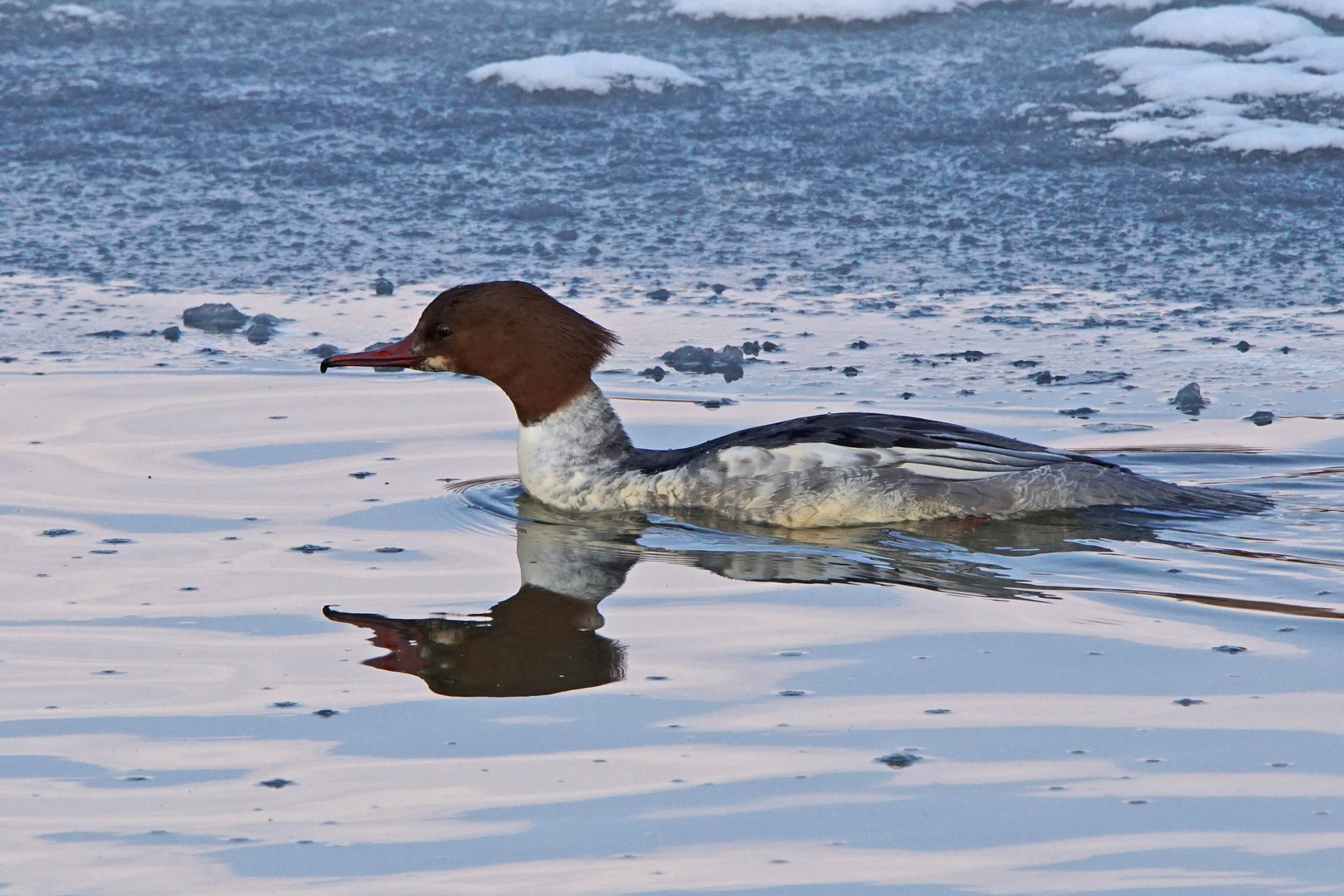 Gänsesäger (Mergus merganser), Weibchen