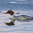 Gänsesäger (Mergus merganser), Weibchen