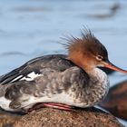  - Gänsesäger -   ( Merkur merganser )